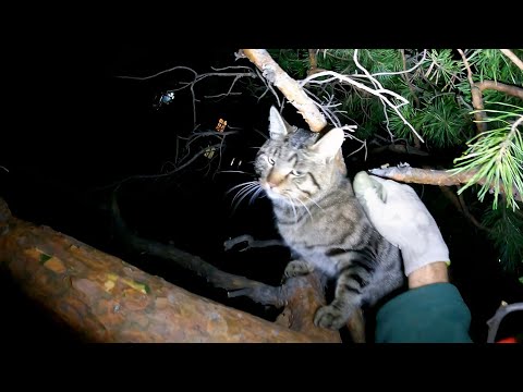 Видео: Василий Байкалоангарский