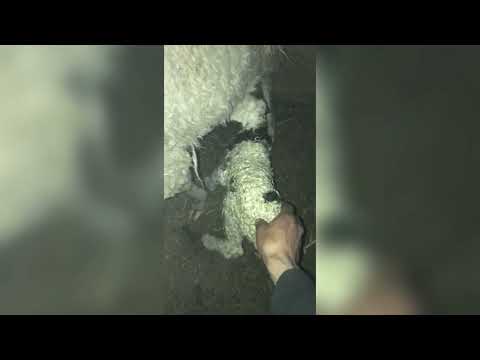 Видео: Что делать если овца не принимает ягнёнка?  Метод бурятов