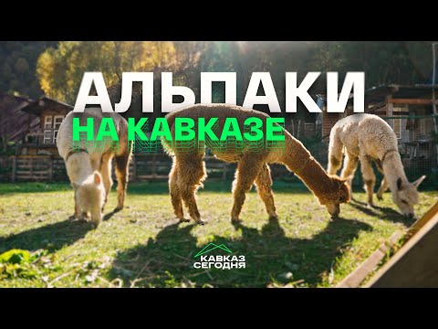 Видео: Альпаки на Кавказе