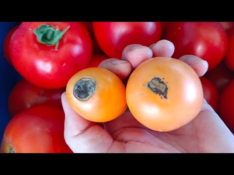 Видео: Қызанақтың өкше шірігі неден болады?! Жапырақ неден сарғаяды?! .Вершинная  гниль емдеу.