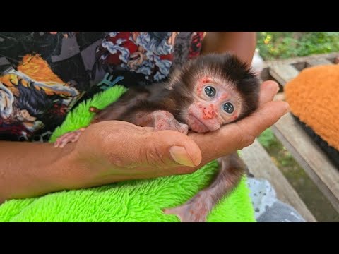 Видео: ПОПЫТАЕМСЯ СПАСТИ ЭТОГО НОВОРОЖДЕННОГО ДЕТЕНЫША ОБЕЗЬЯНКИ, ЧТОБЫ ОН МОГ БЫСТРО ВОССТАНОВИТЬСЯ