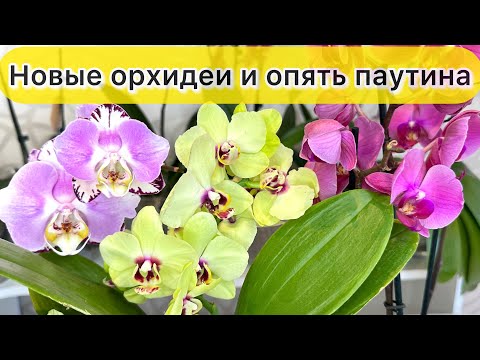 Видео: Новые орхидеи Азиан Коралл, Арт Нуво, Мотагуа. Опять паутина на орхидее