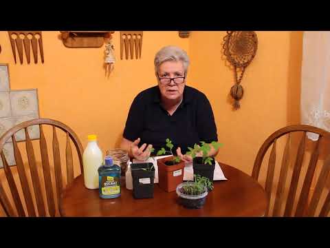 Видео: 94 Яровой чеснок