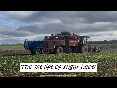 Видео: Holmer Terra Dos 5 на уборке сахарной свеклы, сумоинге и рядовании.