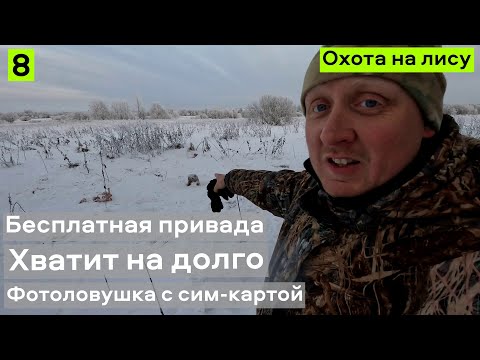 Видео: БЕСПЛАТНАЯ привада. Охота на лису. Хватит на долго. Фотоловушка с сим-картой.