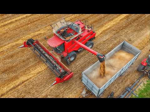 Видео: ОБМОЛОТ ПШЕНИЦЫ 2024