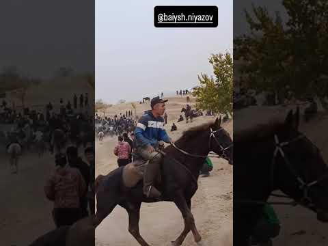 Видео: Торпок улак...