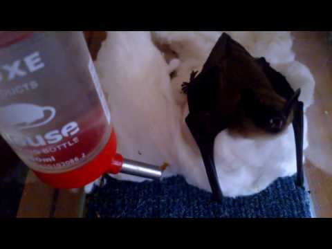 Видео: Чем кормить летучую мышь.  Знакомство с кошкой.