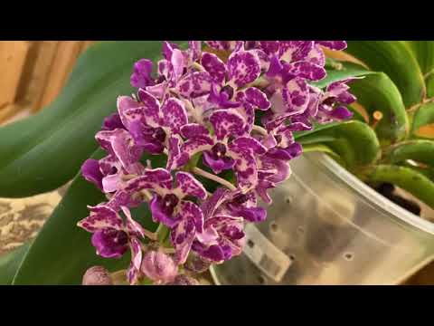 Видео: Rhy.Gigantea цветение!