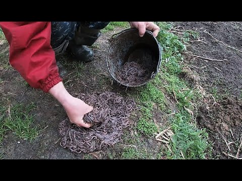 Видео: Их ТЫСЯЧИ  Как собрать ведро червей за пол часа и без лопаты