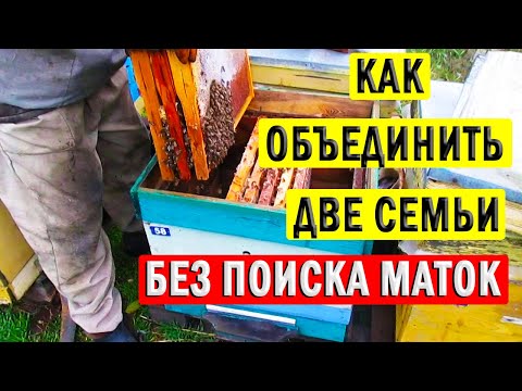 Видео: Объединение пчелиных семей Осенью. Очень простой способ!