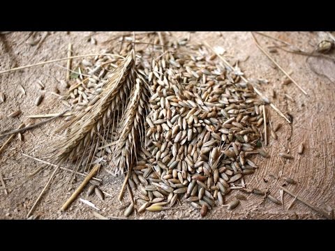 Видео: Обмолачивание зерна вручную \ Thresh grain by hand