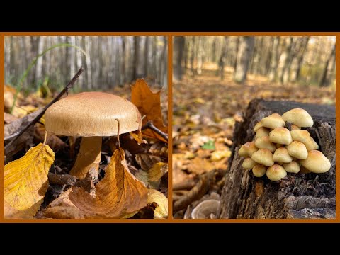 Видео: Дуже багато різних рядовок та інших грибів Частина1