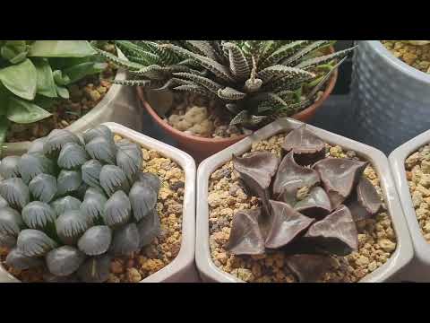 Видео: Как опылить хавортию, титанопсис,  фаукарию, фенестрарию