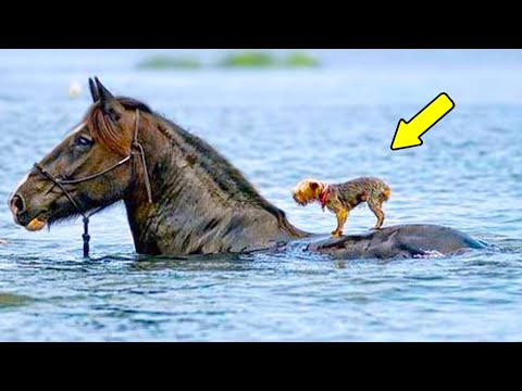 Видео: Самые Необъяснимые Моменты Дружбы Между Животными