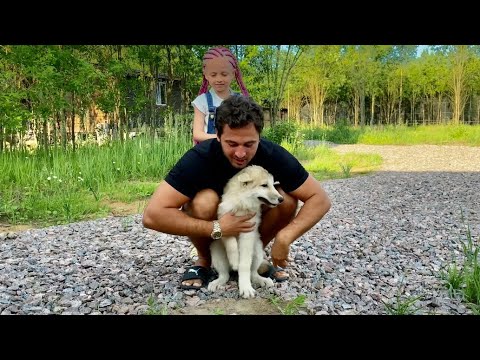 Видео: Реакция Арктического волчонка спустя две недели. Канадский волк Акела нежится как Кошка.