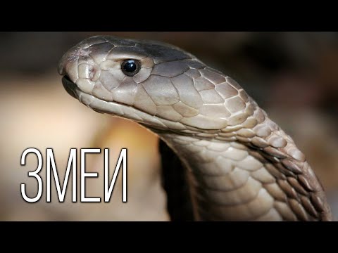 Видео: Змея: Королева Рептилий | Интересные факты про змей
