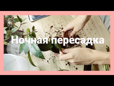 Видео: Ночная пересадка и мой бубнеж| Часть1