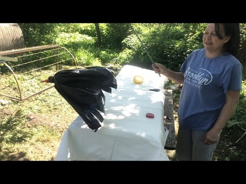 Видео: Как спасти ягоды 🍓 от птиц, делаю летающее пугало- птицу.
