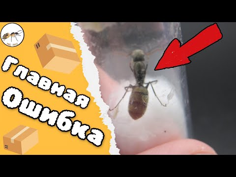 Видео: ЭТОТ МУРАВЕЙ СТАЛ МОИМ ГЛАВНЫМ РАЗОЧАРОВАНИЕМ...