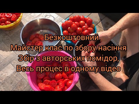 Видео: Як я збираю насіння і з яких помідор, огляд в якому стані рослини на 10 вересня 