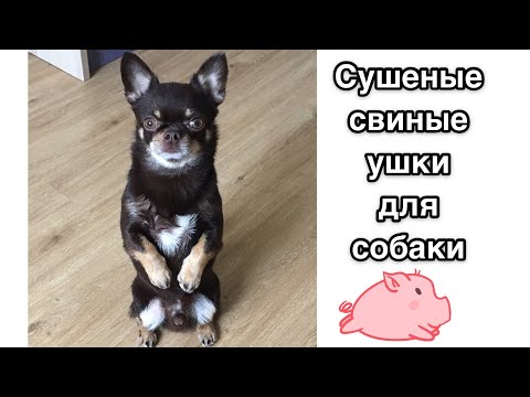 Видео: Сушим свиные ушки! Как готовить свиные уши для собаки. Лакомства для собак