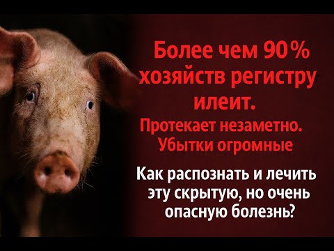 Видео: Как лечить и не допустить илеит у свиней, ведь и убытки огромные и распространен он повсеместно.