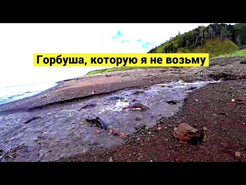 Видео: Горбуша, которую я не возьму // Pink salmon that I won't take (Eng Subs)