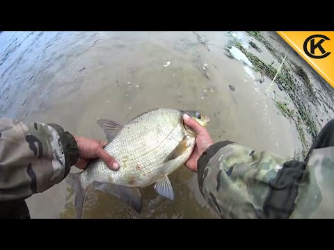 Видео: ЛЕЩИ Салоеды.ЛОВЛЯ ЛЕЩА на болды в пасмурную погоду.