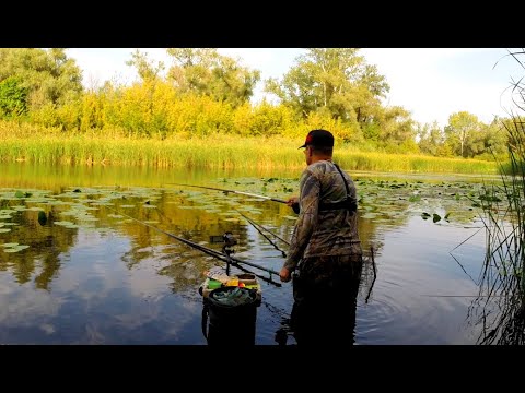 Видео: ТЯГАЮ ДУПЛЕТАМИ, КЛЮЮТЬ ОДИН ЗА ОДНИМ. Рибалка на поплавок. Ловля карася.