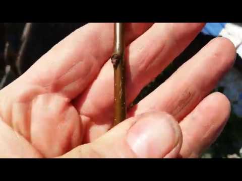 Видео: № 180   Кайсията. Плодни и листни пъпки. Преглед. Смолотечение и присадки - 17.02.2020 г.