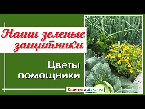 Видео: Цветы- защитники. Обязательно посадите их на огороде!
