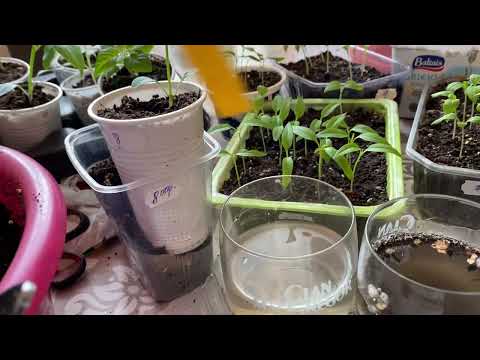 Видео: Практические советы при выращивании рассады (перцев, баклажанов, томатов).