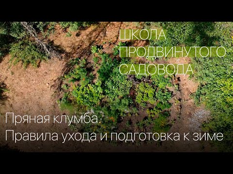 Видео: Пряная клумба. Правила ухода и подготовка к зиме. Школа продвинутого садовода