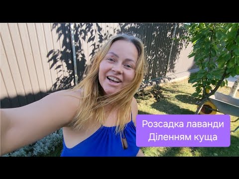 Видео: Саджаю лаванду діленням куща#лаванда #ландшафт #сад #квіти #вирощування #садівництво