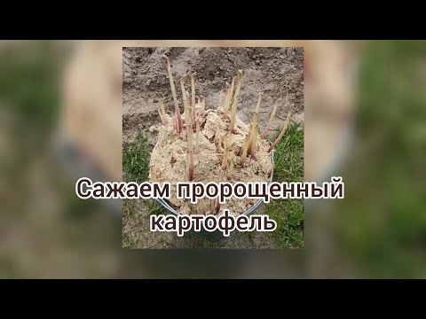 Видео: Высадка картофеля с большими ростками. 17.05.2025