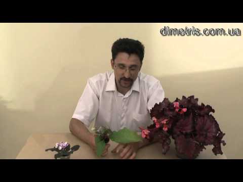 Видео: Причины удаления цветоносов и цветков на растении.