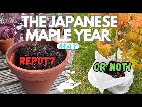 Видео: Уход за кленом: идеальное время для пересадки