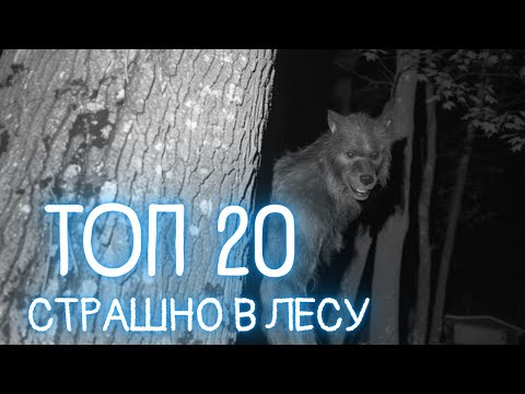 Видео: 20 самых жутких существ из леса снятых на камеру | Страшная подборка #1