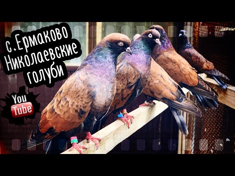 Видео: Николаевские голуби с.Ермаково Самарская обл .  2023 тел. 8 (927) 260-82-97