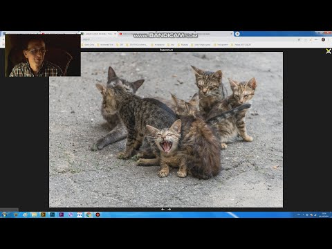 Видео: Лясим-трясим недели #1