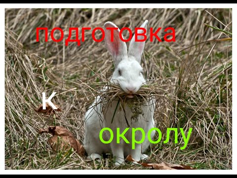 Видео: ПОДГОТОВКА КРОЛЬЧИХ К ОКРОЛУ