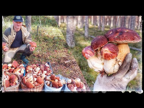 Видео: НАСТУПИЛА ОСЕНЬ И ЛЕС ЗАСЫПАЛО БЕЛЫМИ ГРИБАМИ! Огромный слой боровиков.Солим белые грибы.