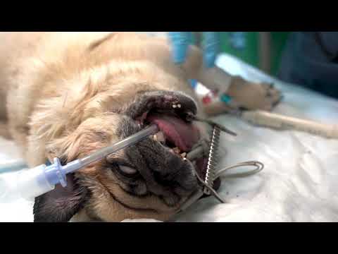 Видео: Ультразвуковая санация ротовой полости