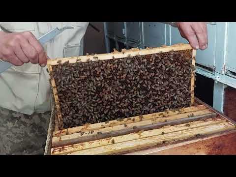 Видео: Аскосфероз и метод борьбы.  ч.2 13.05.2022