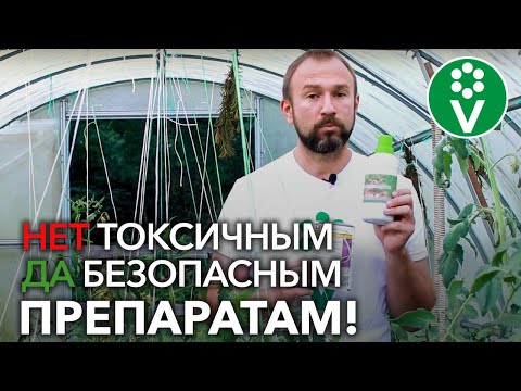 Видео: ФИТОФТОРА АТАКУЕТ? Вот лучшее средство для спасения помидоров!