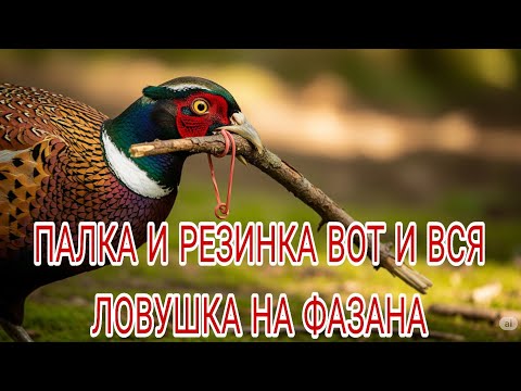 Видео: ЛОВУШКИ НА ФАЗАНА ПРОСТО И ЛЕГКО ПОЙМАТЬ ФАЗАНА. ОХОТА НА ФАЗАНА 