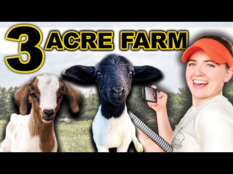 Видео: СТРОИТЕЛЬСТВО ФЕРМЫ НА 3 АКРАХ (план для начинающих) | Небольшое приусадебное хозяйство, подготов...