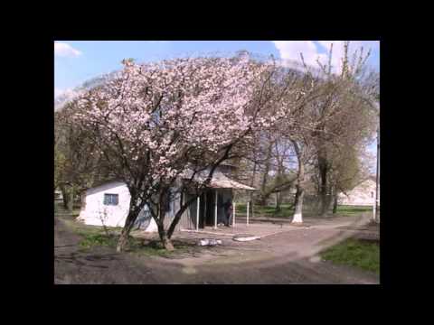 Видео: кленовый