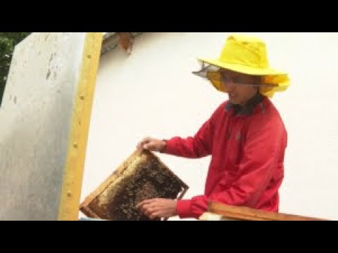 Видео: Жамбылдық жас омарташы жылына 6000 келі бал өндіреді